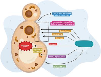 Anticandidal Activities by Lactobacillus Species: An Update on Mechanisms of Action